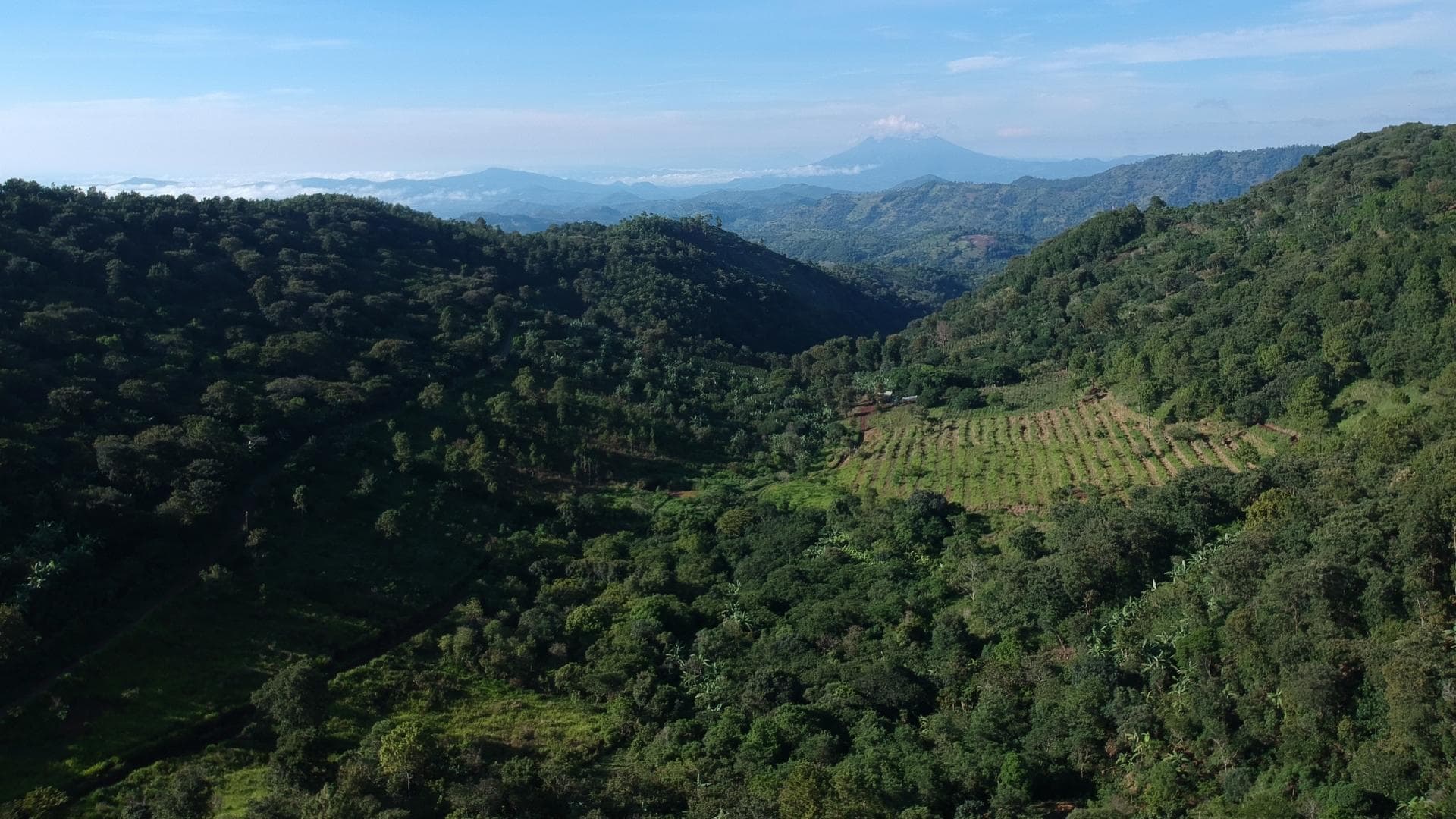 Aerial shot of a coffee farm amidst forest with a volcano behind it